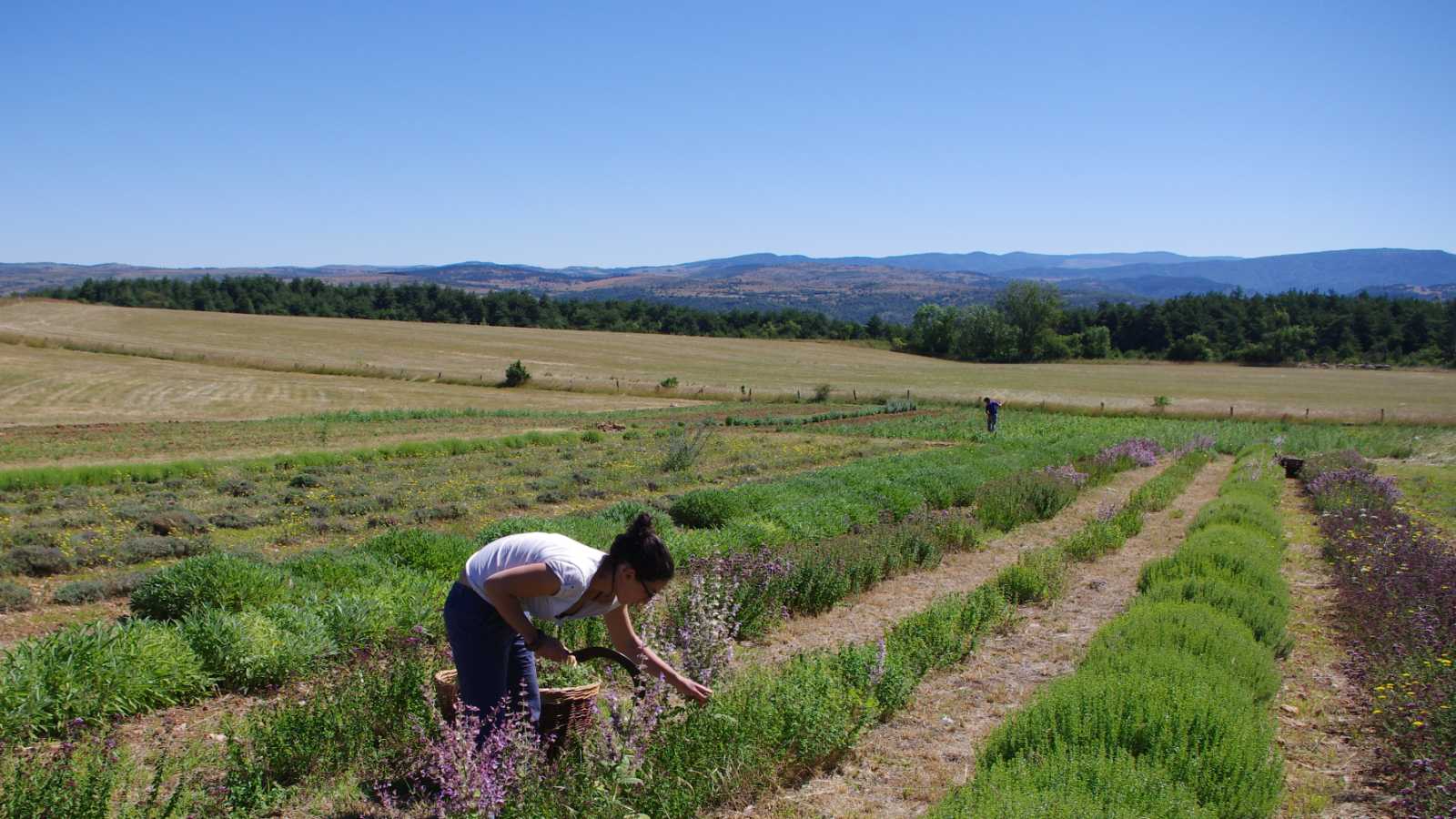 (c) La ferme des Homs dans le Larzac