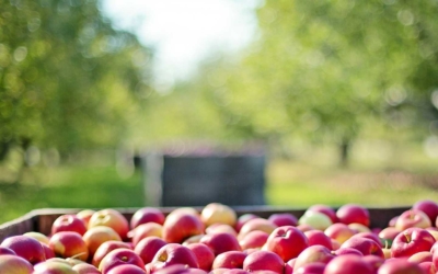 La pomme.  Le territoire et la table