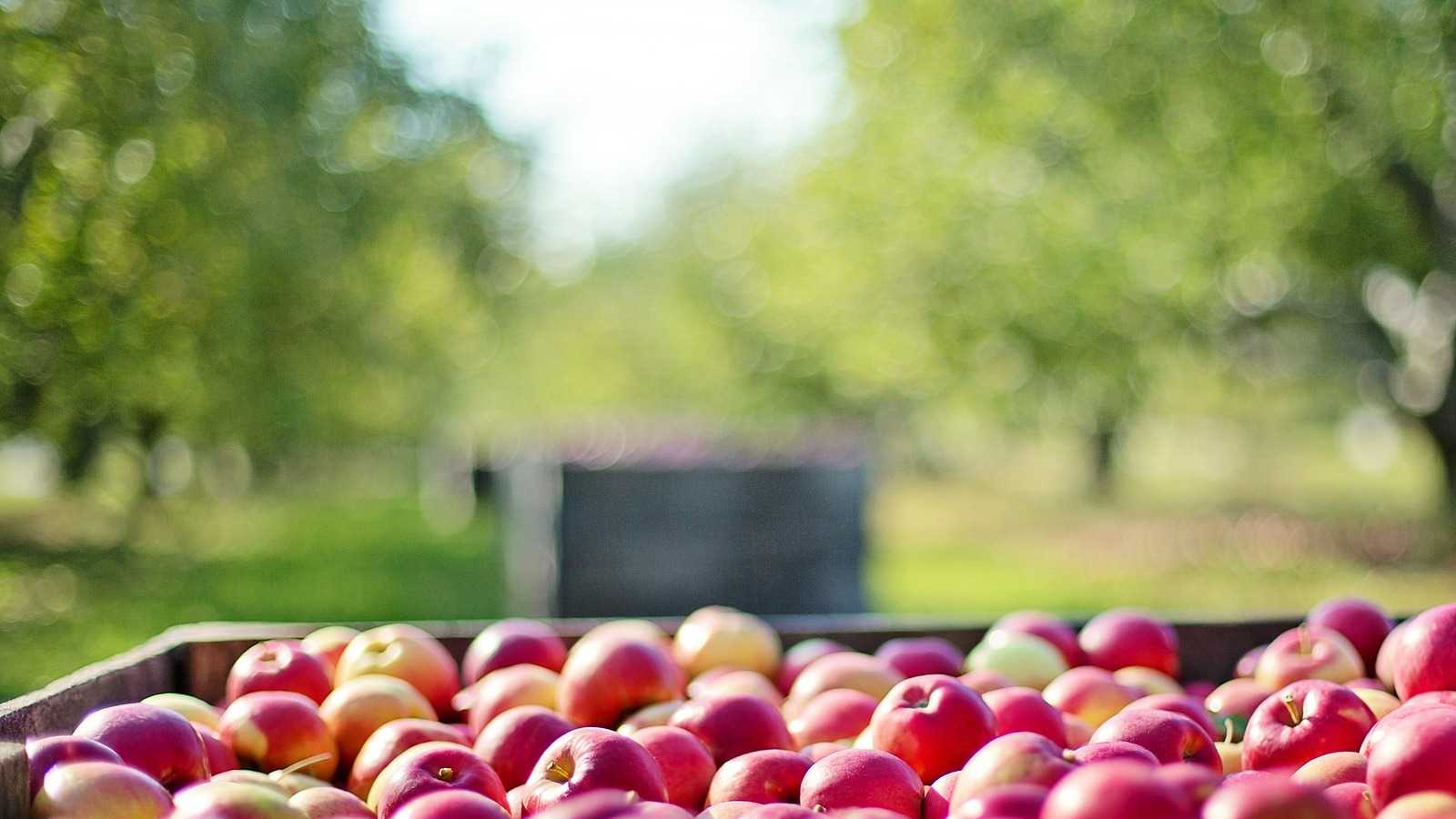 La pomme.  Le territoire et la table