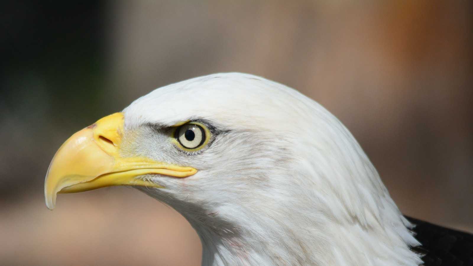 Face à la Chine, l'aigle américain n'a pas dit son dernier mot (c) Pixabay