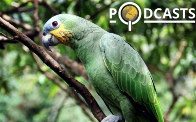 Podcast – Géopolitique de l’Amazonie