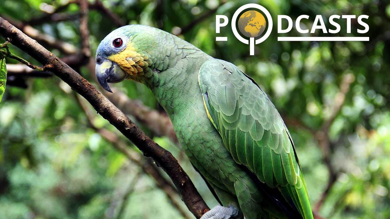 Podcast – Géopolitique de l’Amazonie