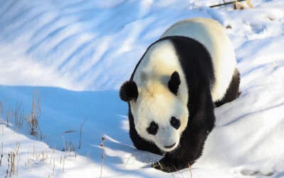Pour séduire les touristes français, la région du Sichuan mise sur ses pandas géants