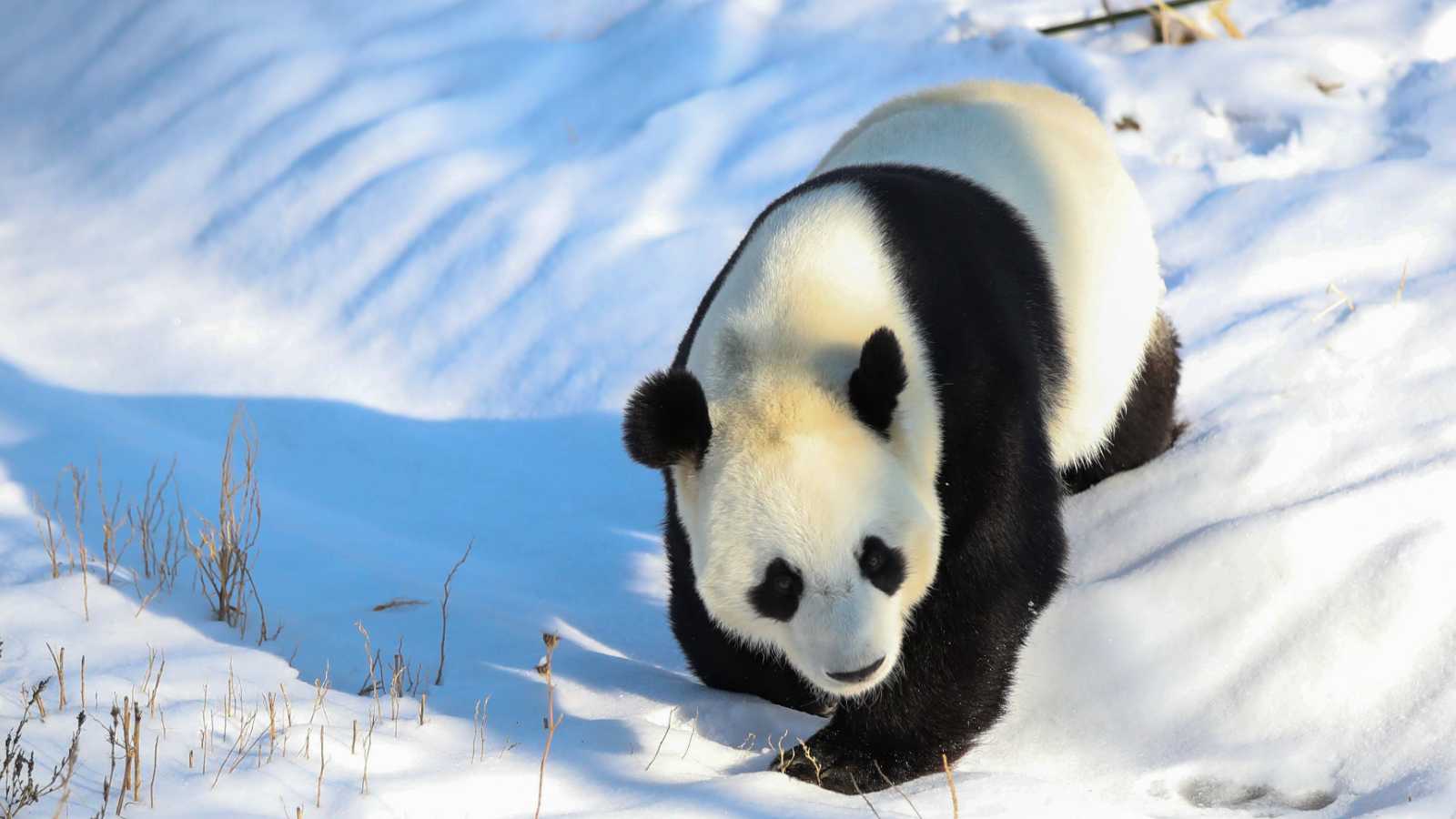 Pandas playing in snow in Shenyang, Liaoning,China on 17th December, 2019 (c) SIPAUSA30194755_000003