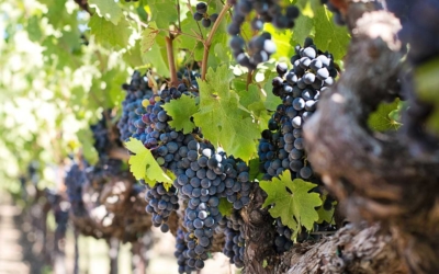 Vinexpo 2020 : un monde en vin