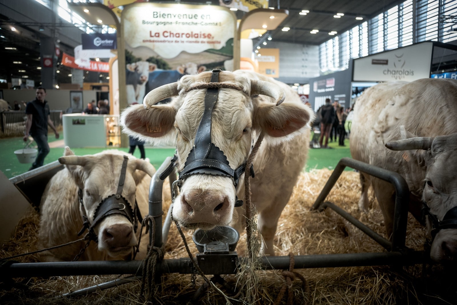 Entre traditions et modernité : le Salon de l’agriculture 2020