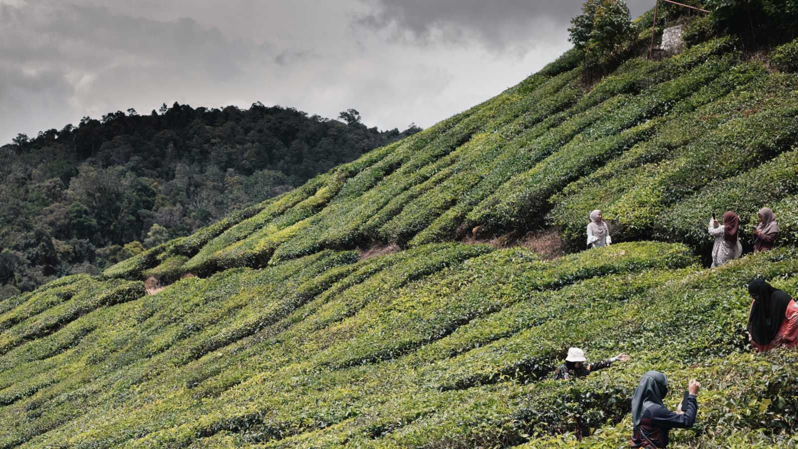 Les Cameron Highlands, en Malaisie. Une région productrice de thé (c) Unsplash