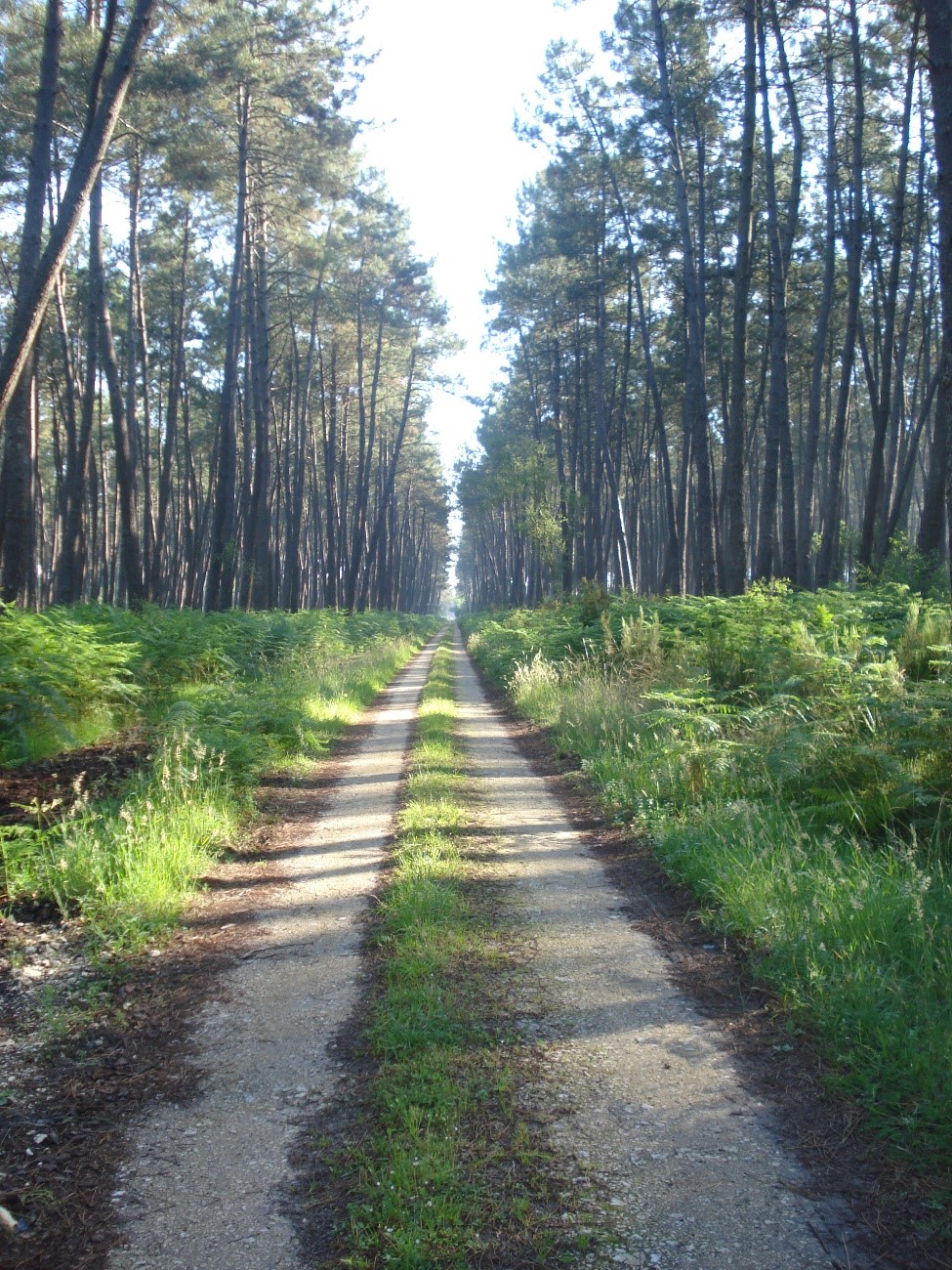 ENQUÊTE : Un Empire Industriel en Forêt Française