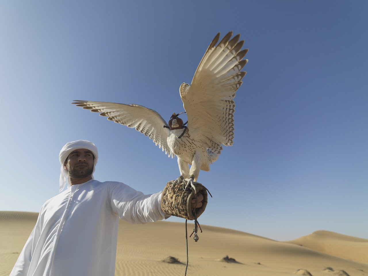 Fauconnier aux Emirats Arabes Unis (c) Pixabay