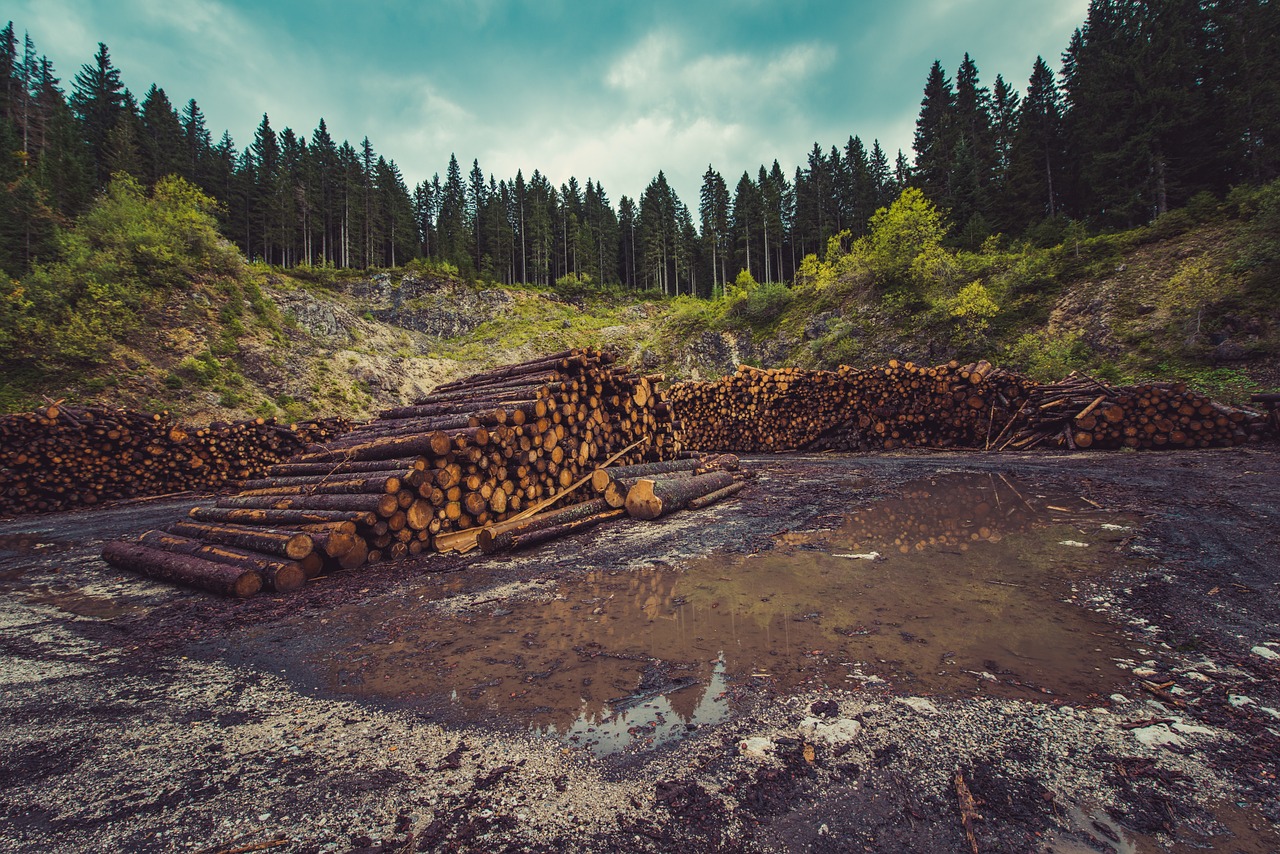 exploitation forestière