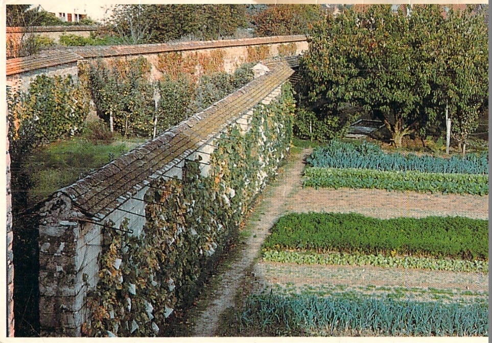 Thomery, visite des murs à raisin.