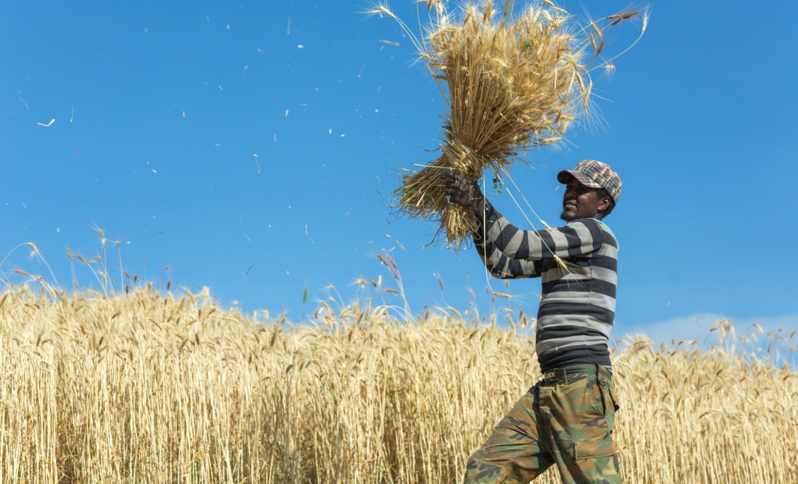 Un fermier éthiopien © Caro / Trappe/SIPA 00962428_000053