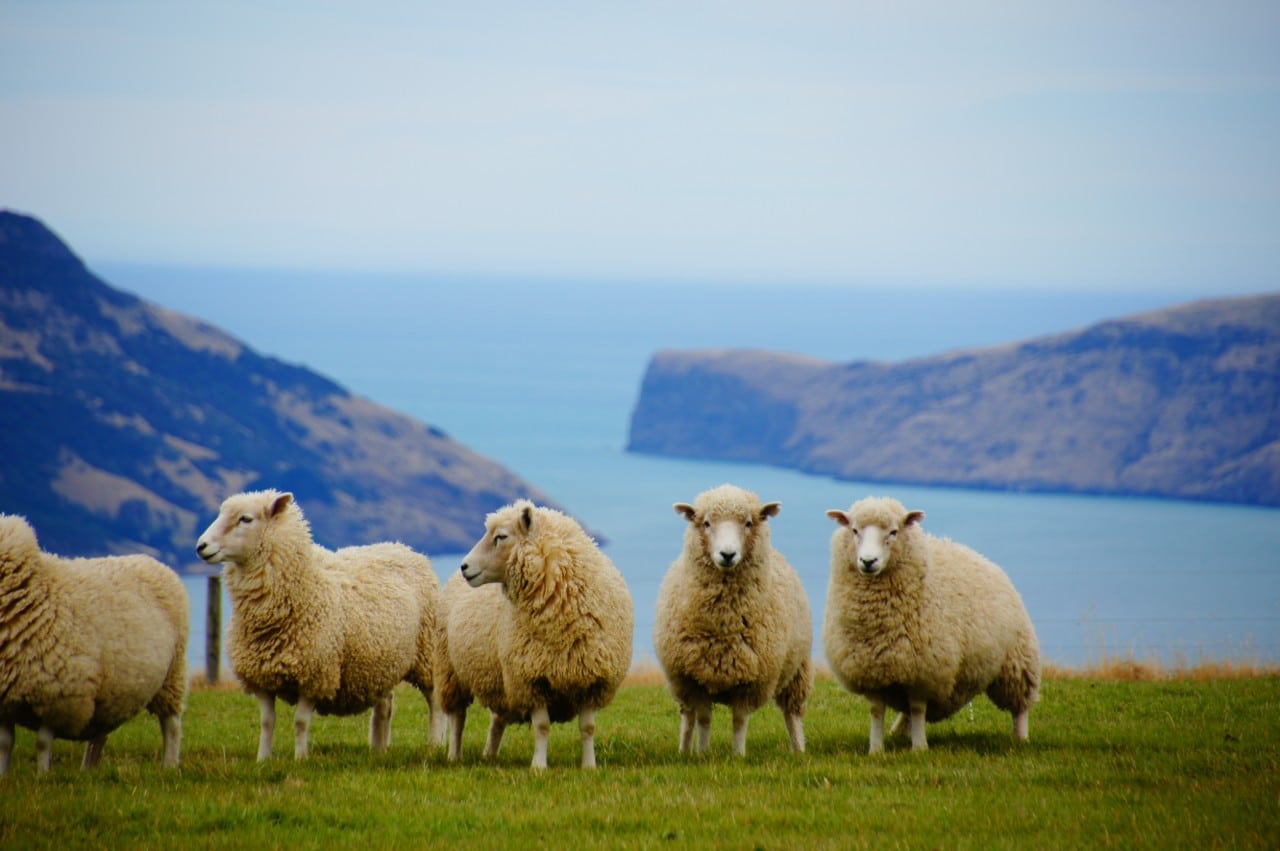 Moutons en Nouvelle-Zélance (c) Revue Conflits