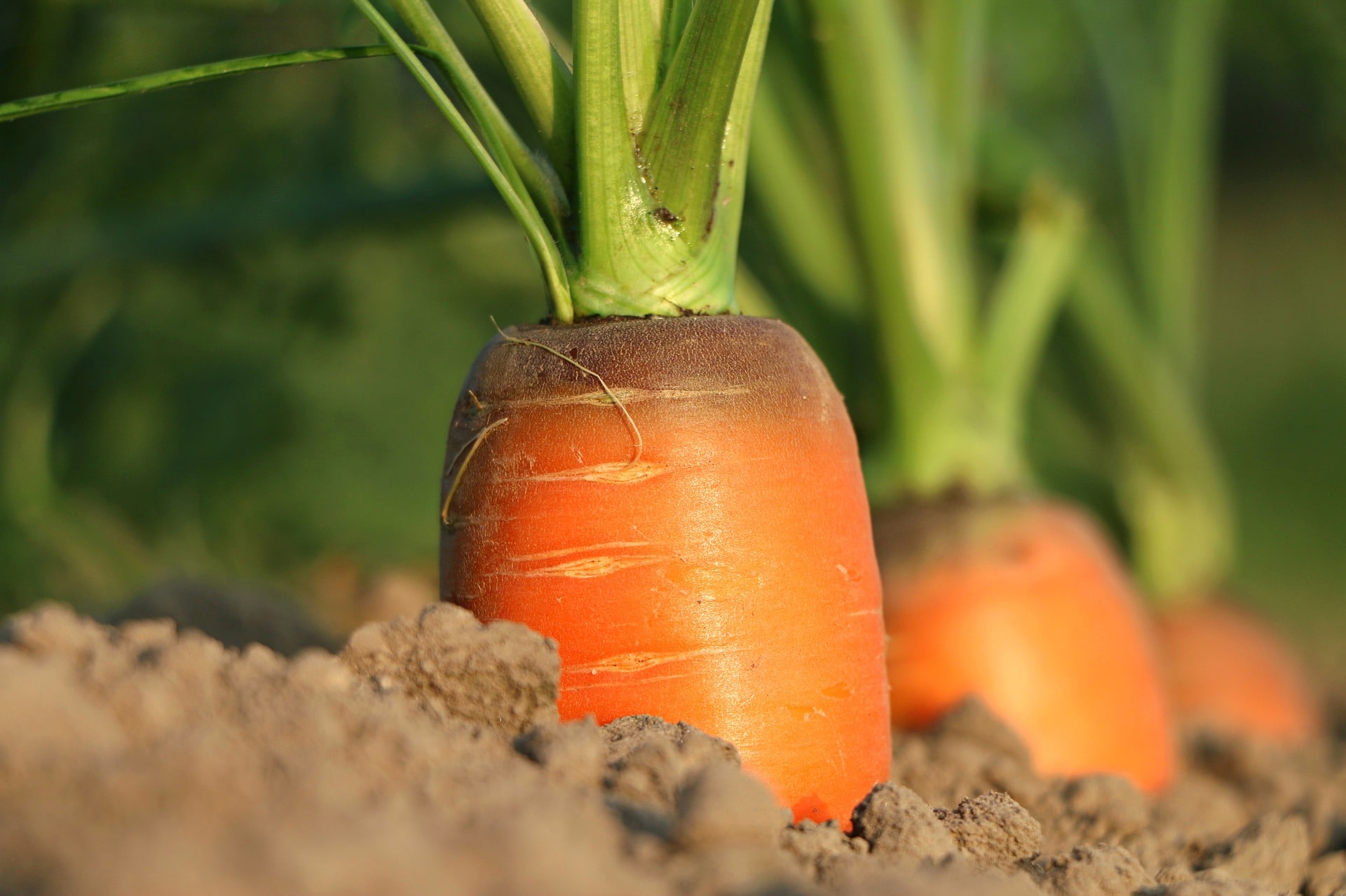 La solidité de l’industrie agroalimentaire face à la crise de la Covid