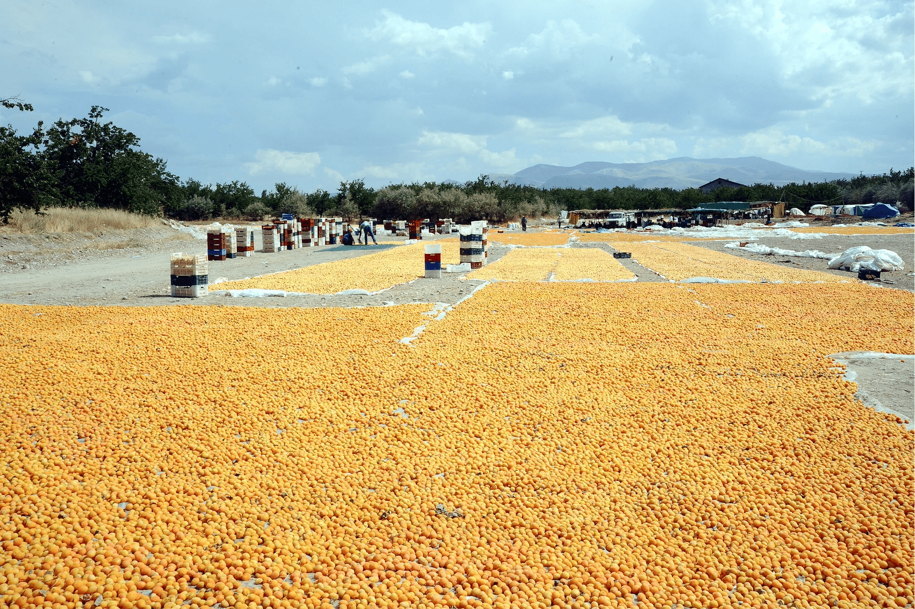 Malatya, la plus importante région de production d'abricots en Turquie et dans le monde, produisant 7 à 10 % des abricots de table et 80 à 85 % des abricots secs (c) Sipa 00628564_000001