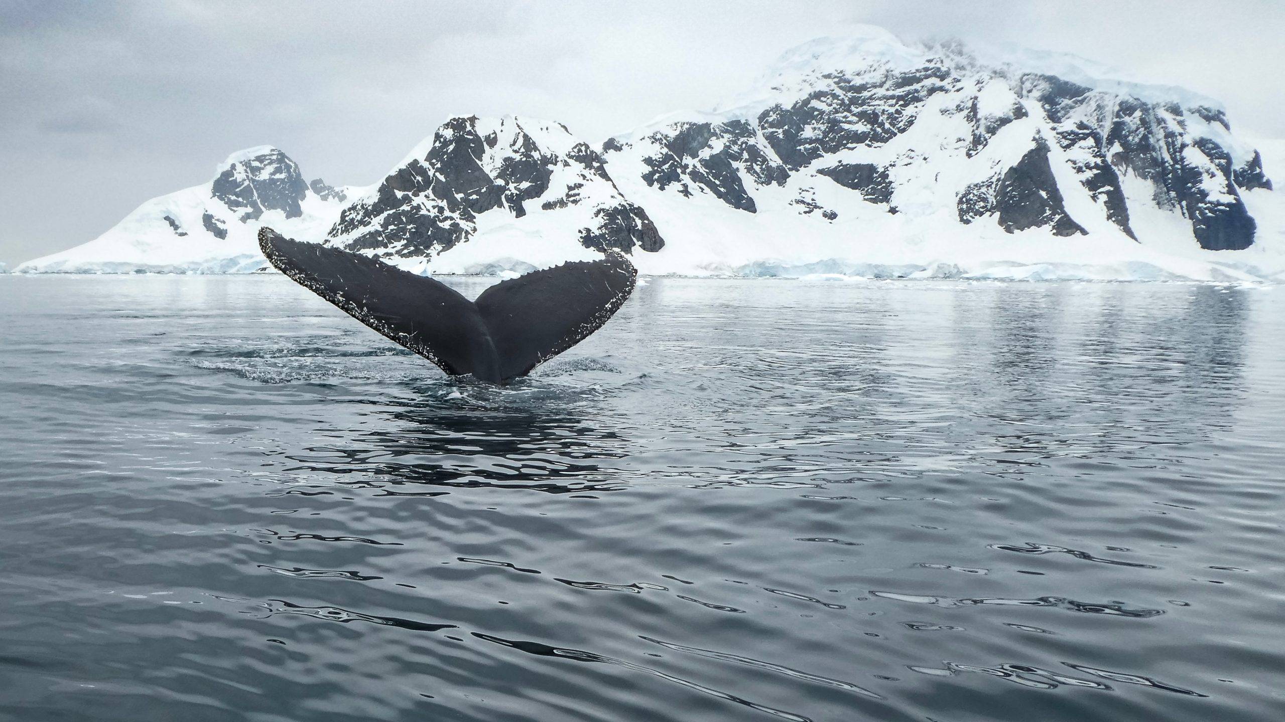 Anvers Island, Antarctica (c) Unsplash