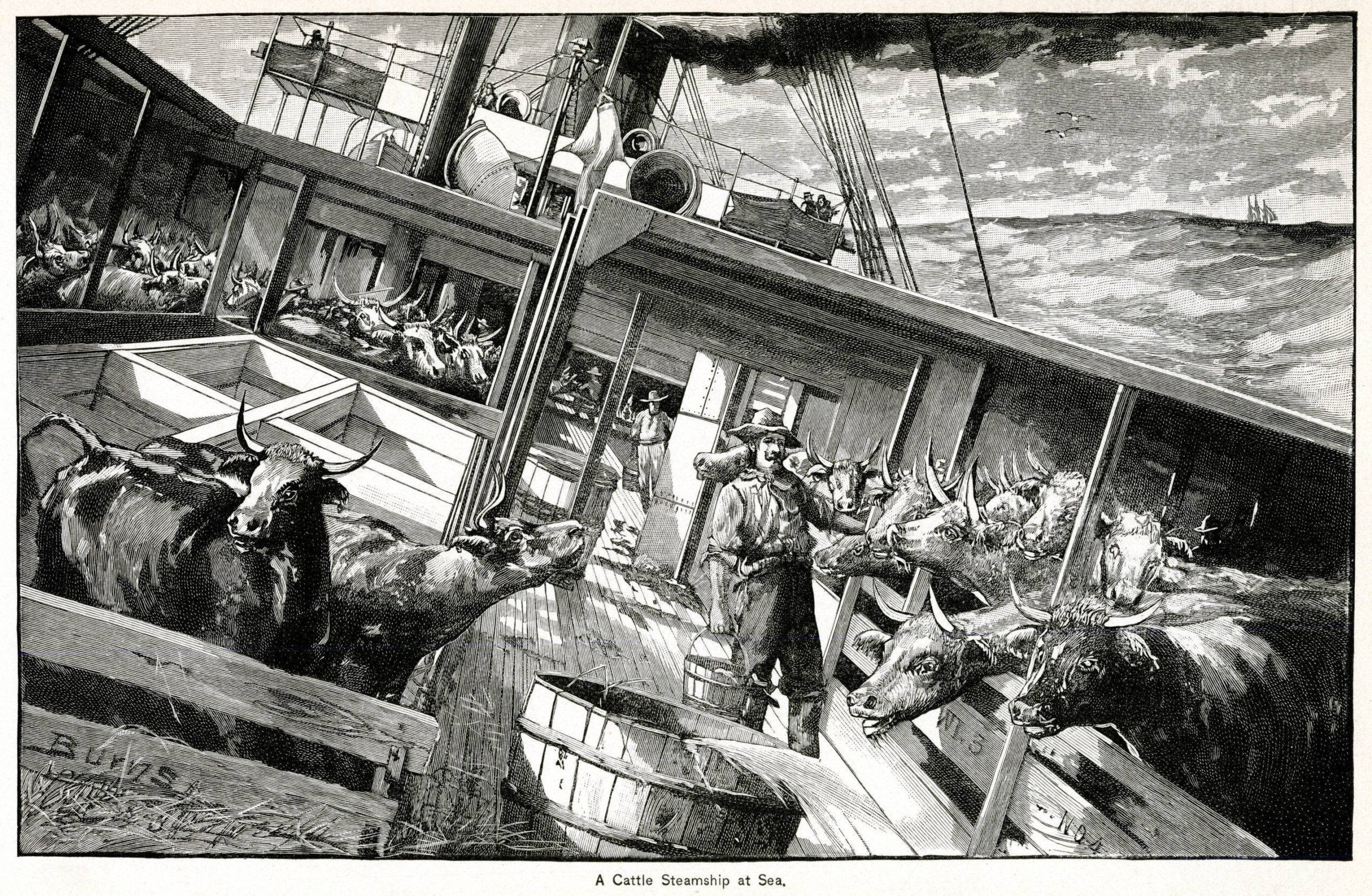 Vessels were tied up to the docks in Jersey City and Weehawken in America. The cattle were loaded up onto narrow gang-planks and placed in strongly constructed pens between decks as well as upper deck packing the cattle tightly, for the final destination to Liverpool in England.

1891  -  - 12067358.JPG - Credit:  Mary Evans Picture Library/SIPA - 1903251149 Sipa (C)