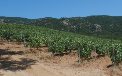 Domaine Castellu di Baricci – vins corses