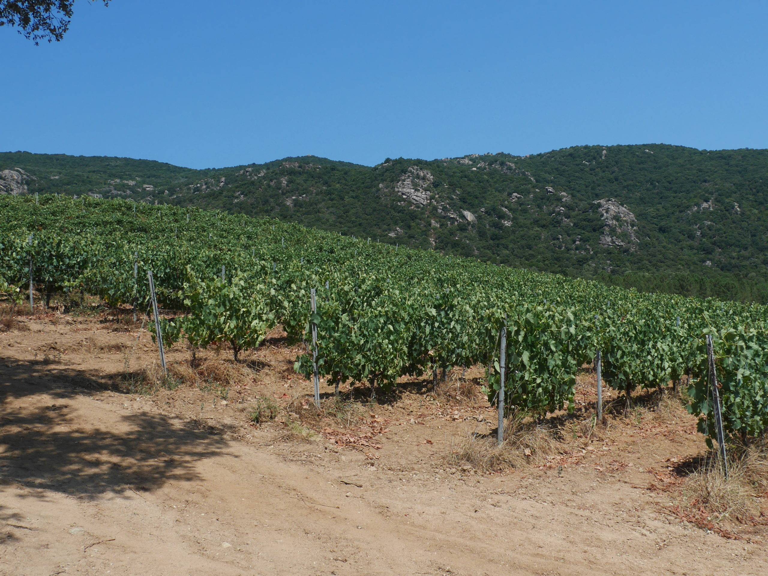 Domaine Castellu di Baricci – vins corses