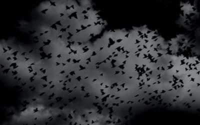 Les Oiseaux : la dernière « histoire apocalyptique » d’Alfred Hitchcock