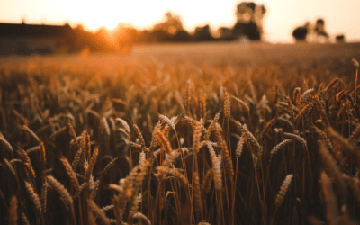 Podcast – Les engrais, l’agriculture et Ormuz