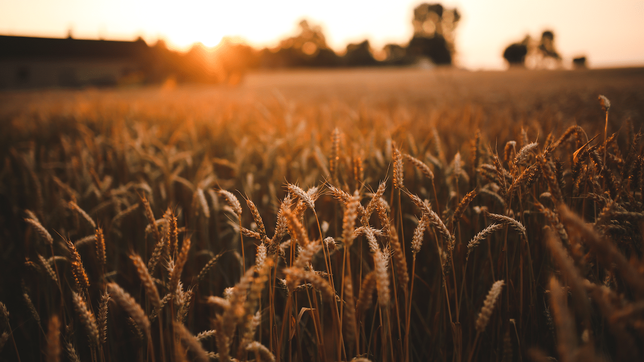 Souveraineté alimentaire et développement durable, entretien avec Thierry Pouch