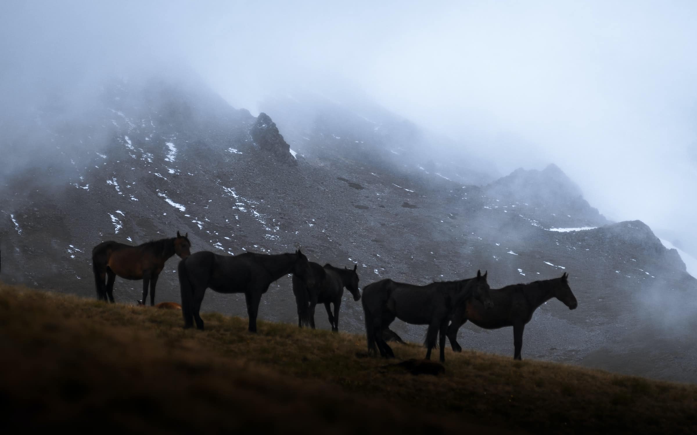 Chevaux dans le Caucase (c) Unsplash