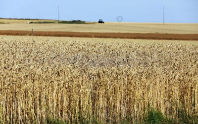 Que faire des millions de tonnes de céréales coincées en Ukraine ?