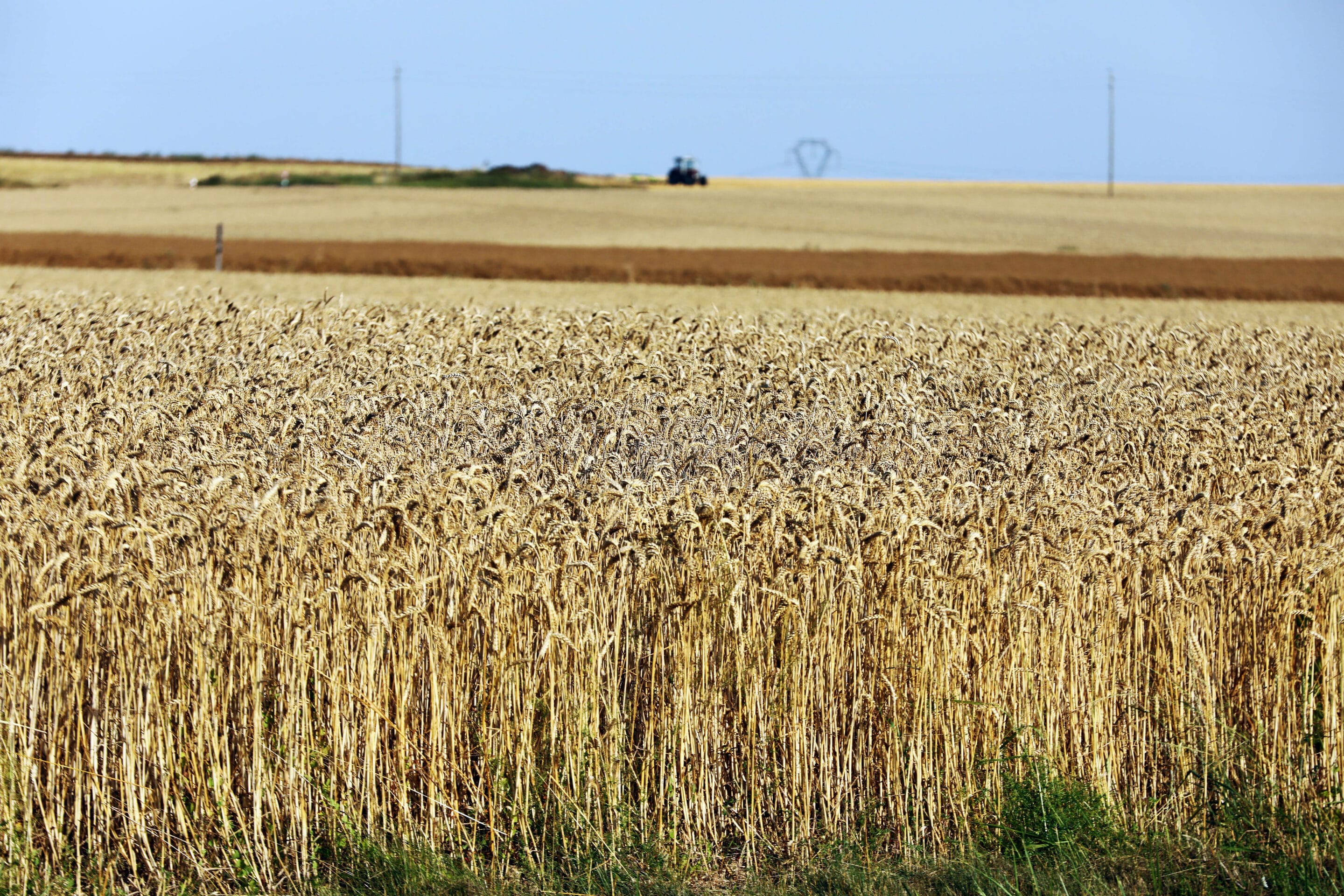 Que faire des millions de tonnes de céréales coincées en Ukraine ?