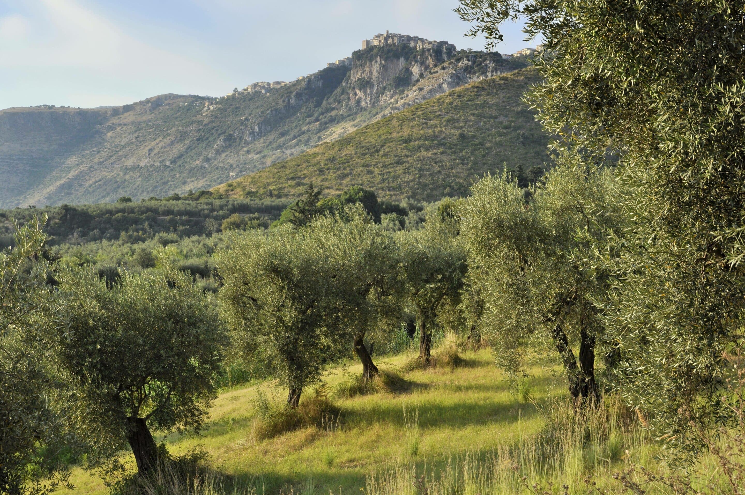 Oliveraie au-dessous de la ville de Norma, Monts Lepini, Italie. Crédits: Raimund Kutter/SIPA