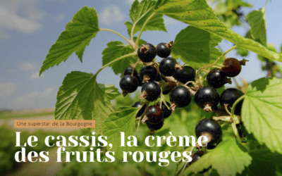 Dijon, terroir du cassis
