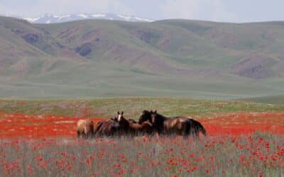 Kazakhstan : le pays au cœur des steppes