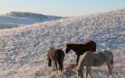 Le cheval, l’aigle et l’Irbis : les symboles du Kazakhstan