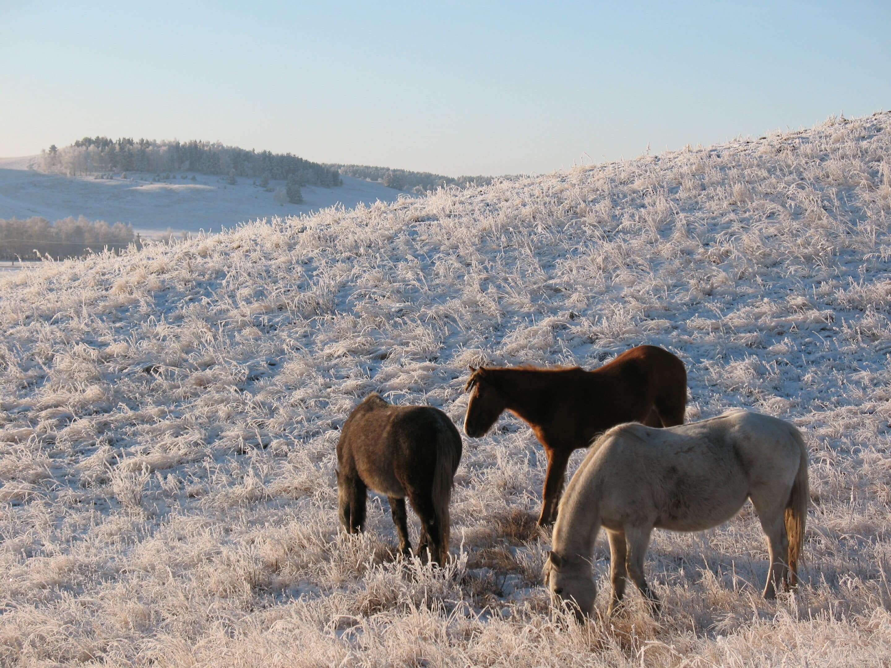 <i class='fa fa-lock' aria-hidden='true'></i> Le cheval, l’aigle et l’Irbis : les symboles du Kazakhstan