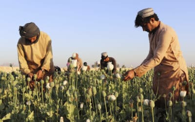 Birmanie : le retour de l’opium