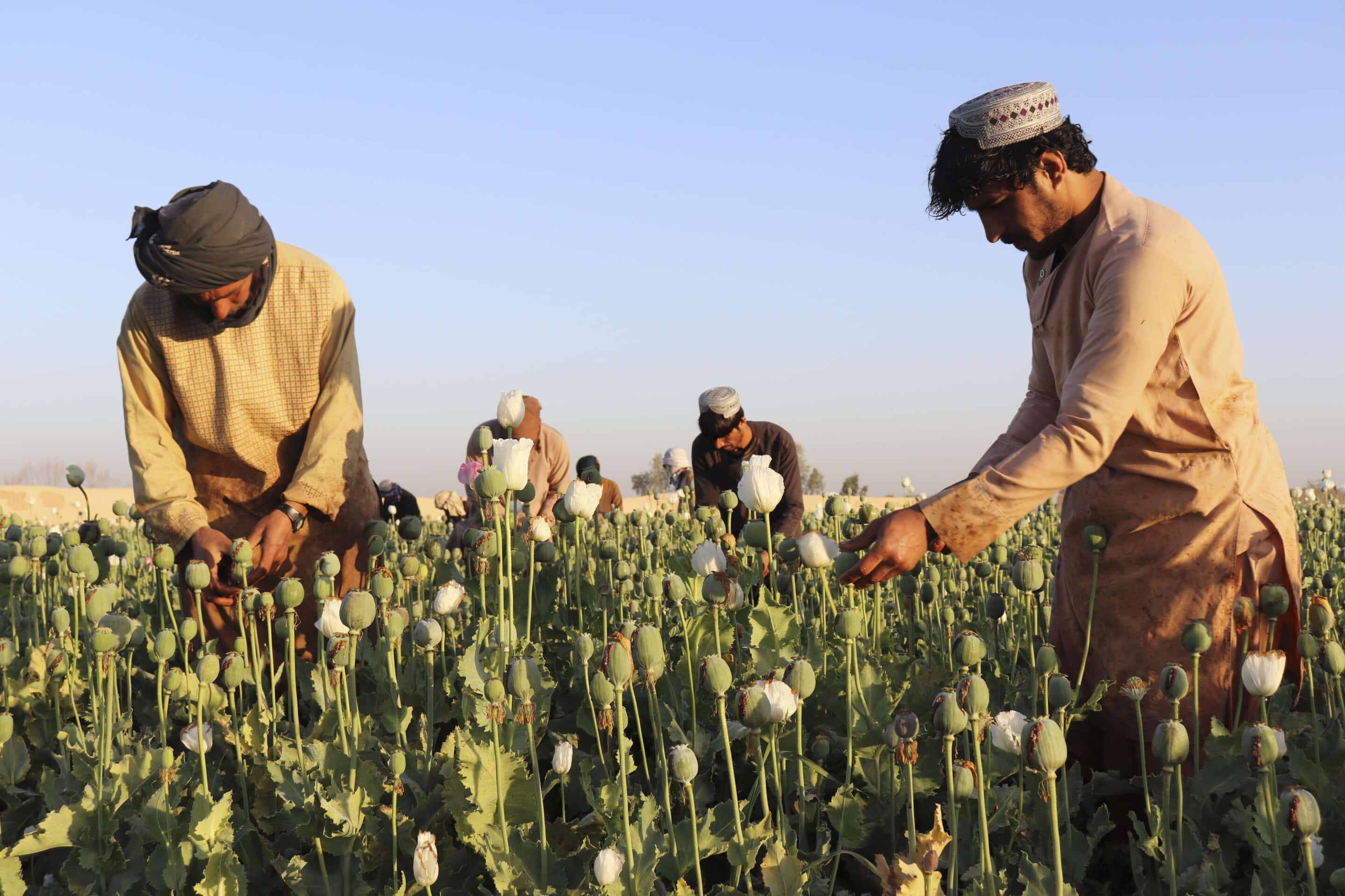 Birmanie : le retour de l’opium