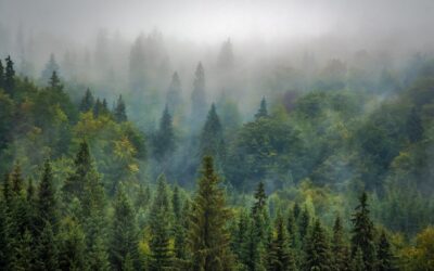La forêt. Une passion française