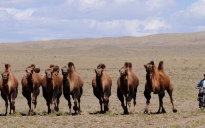 La Mongolie en marge de l’Indopacifique