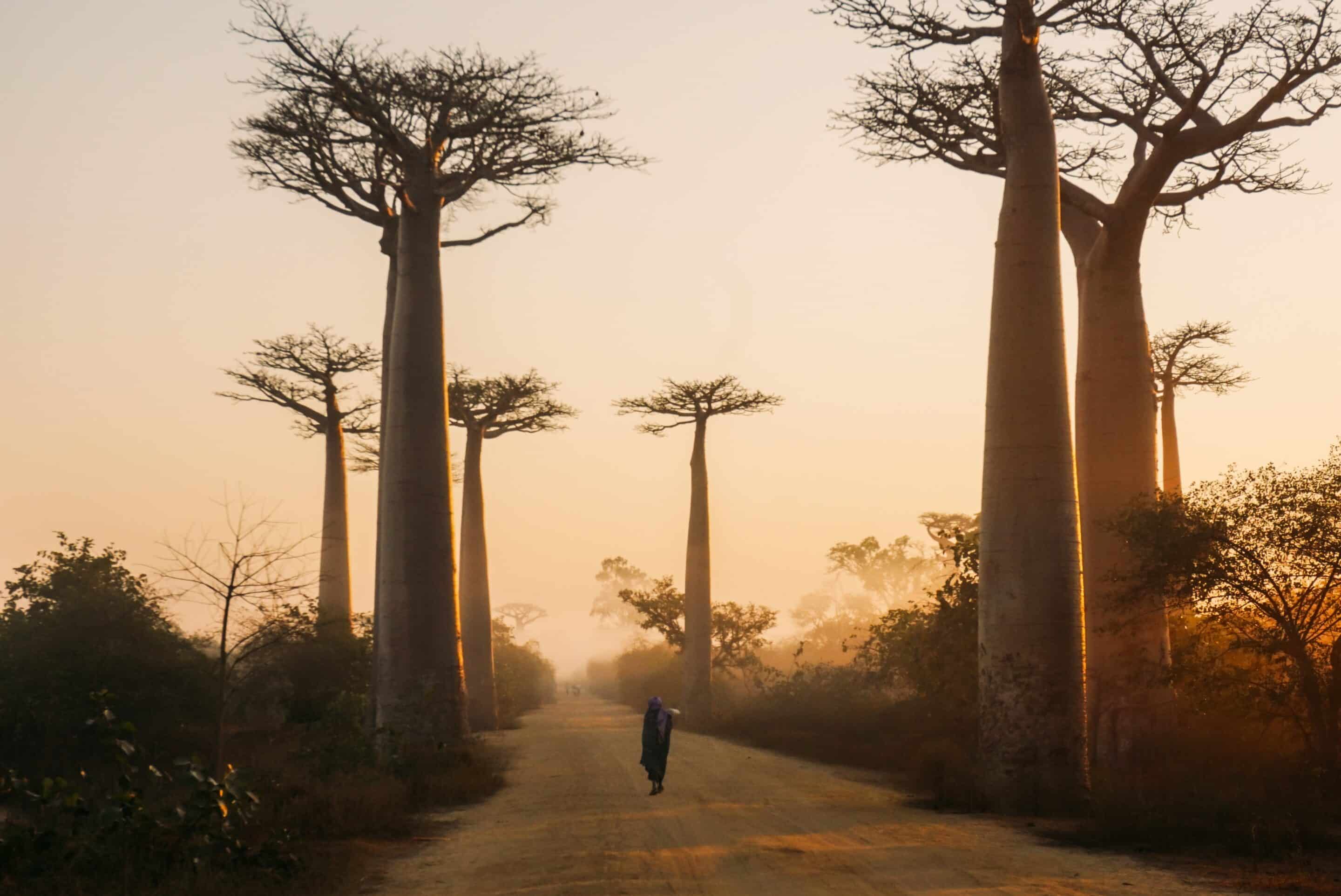 Les racines du baobab. La construction d’une identité nationale à Madagascar