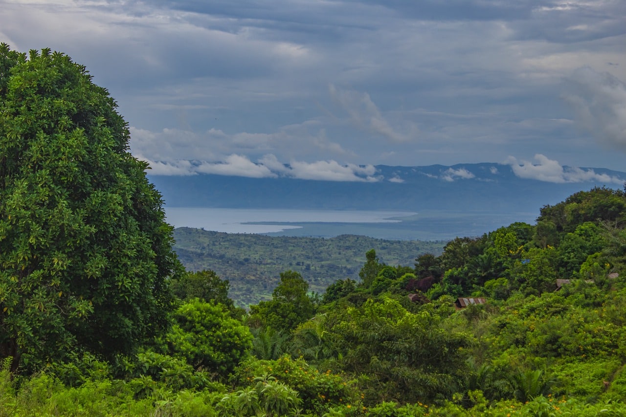 Forêt au Congo (c) Pixabay