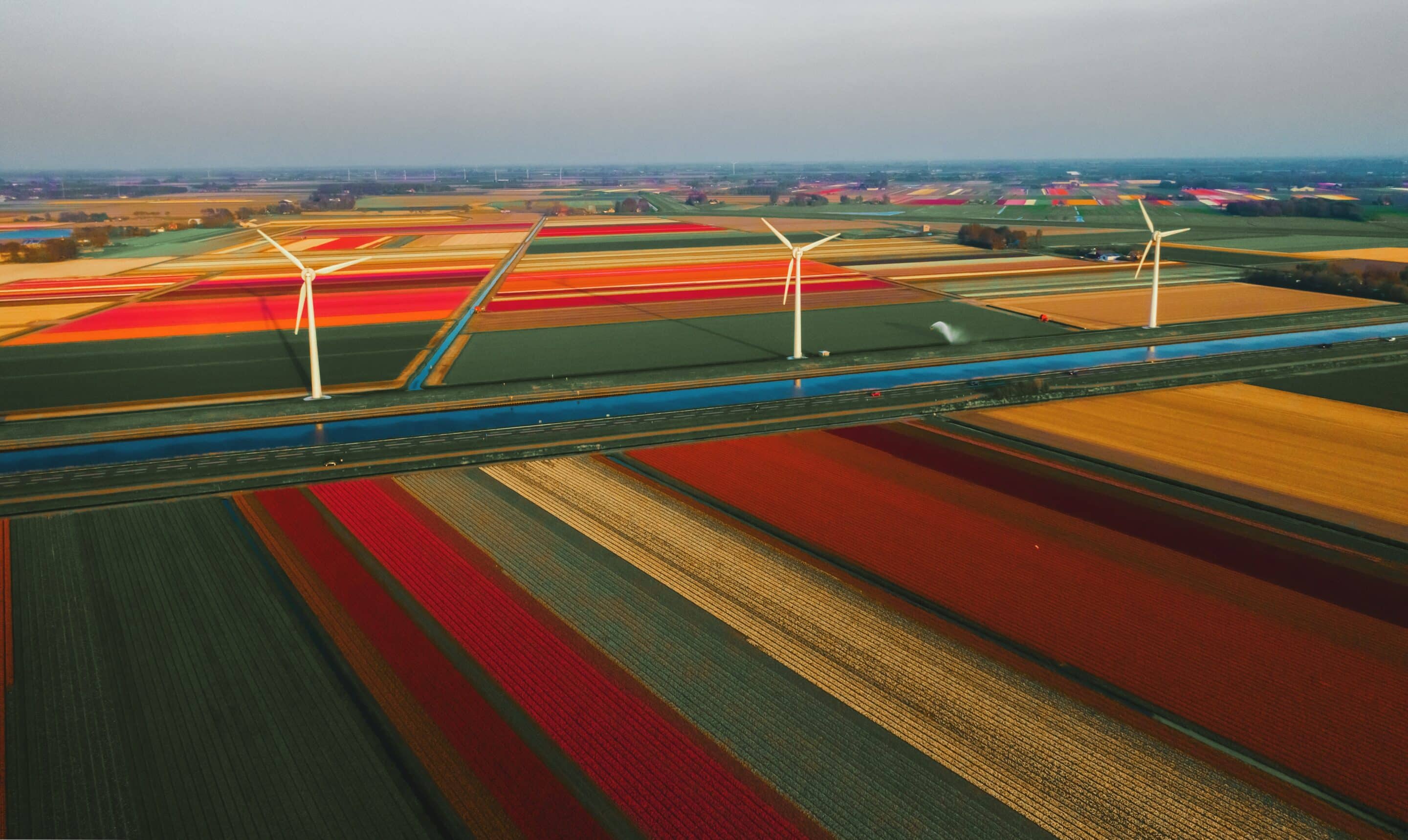 Hollande, champs de tulipes et éoliennes. (c) unsplash