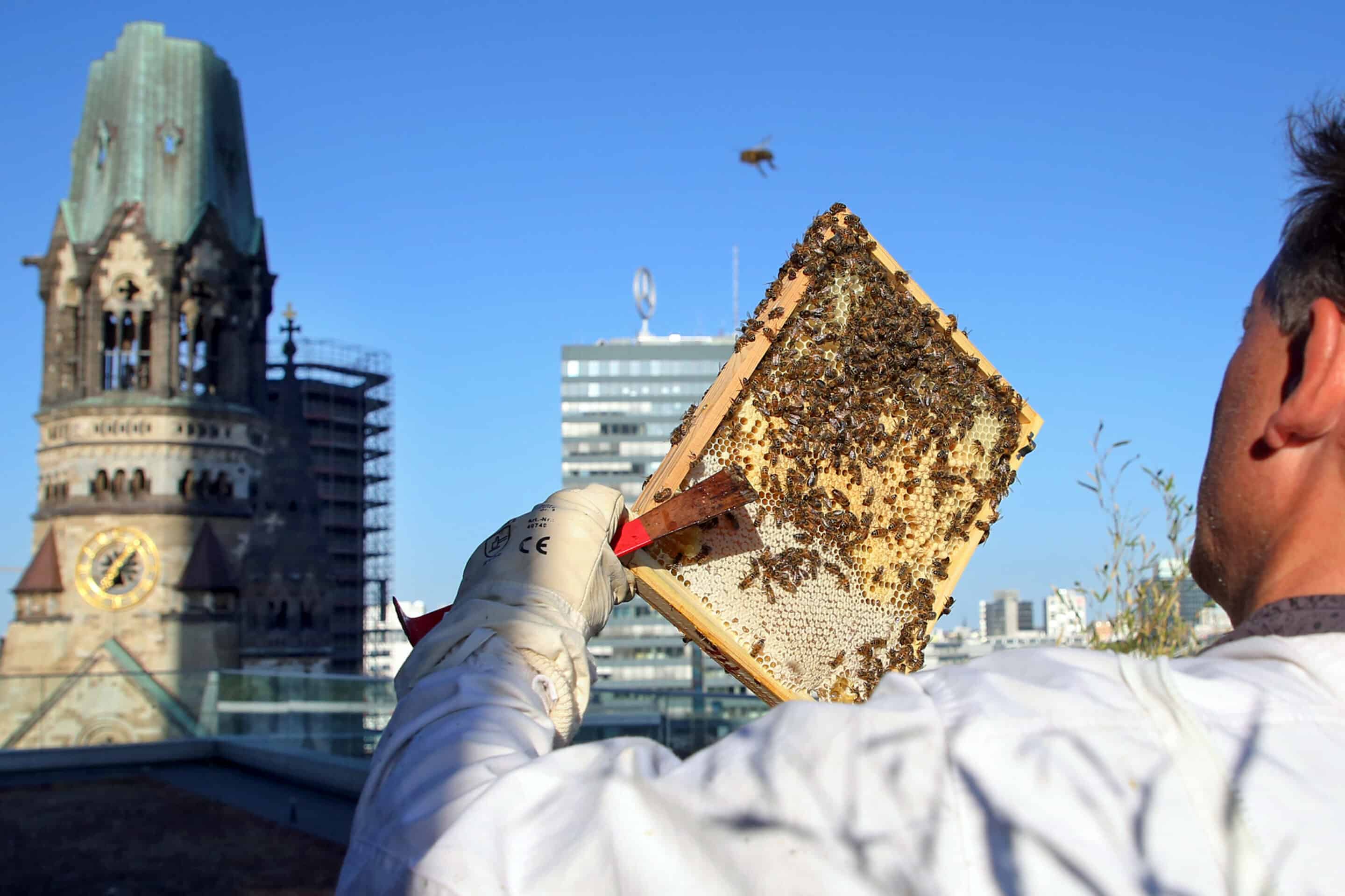 Un apiculteur allemand, à Berlin, le 30 mai 2023.//Z-CAROFOTOS_00S230530D273CAROEX/Credit:Caro / Sorge/SIPA/2402161734