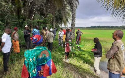 En Guinée, les vertus du « riz de boue » qui pousse dans les mangroves