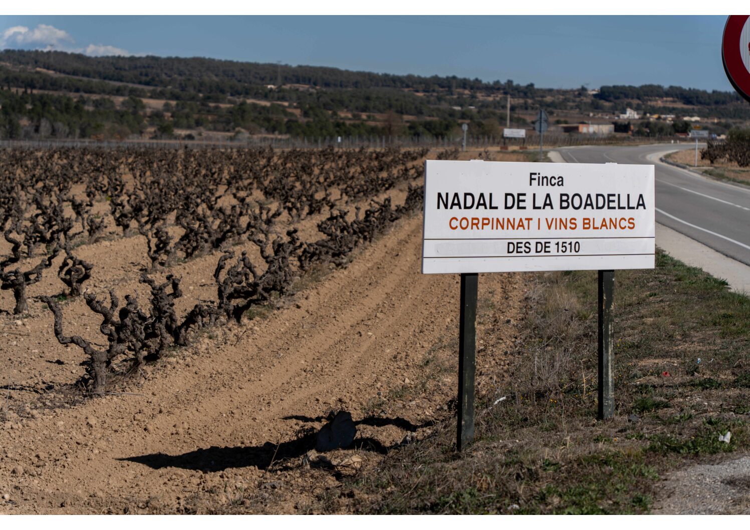 01 mars 2024 Penedes, Espagne CHANGEMENT CLIMATIQUE Penedes, Espagne-"La sécheresse affecte les vignobles de Penedès. Les vignobles de la région viticole de Penedès souffrent de la grave sécheresse que connaît la Catalogne. (C) SIPA