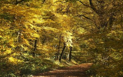 La forêt française, un atout économique et écologique