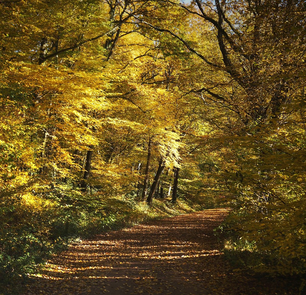 Forêt de Tronçais, Allier, (C) Wikipedia