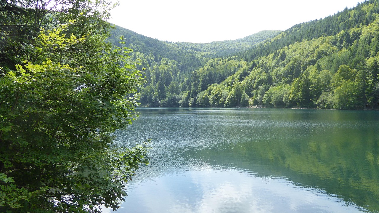Sans forestiers, les forêts sont en danger