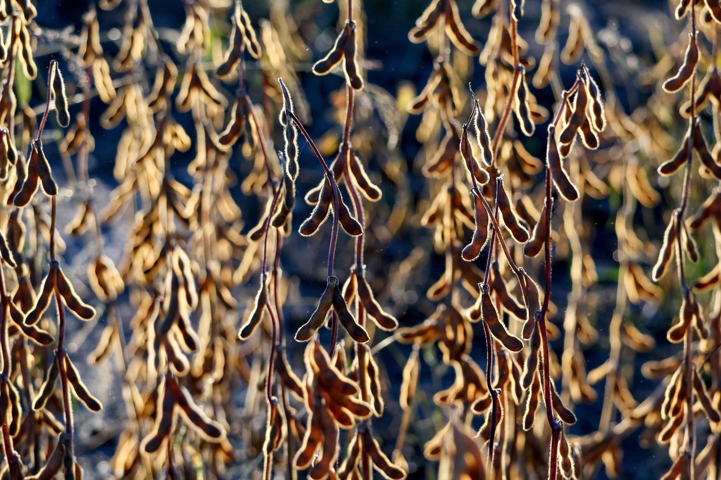 Géopolitique du soja