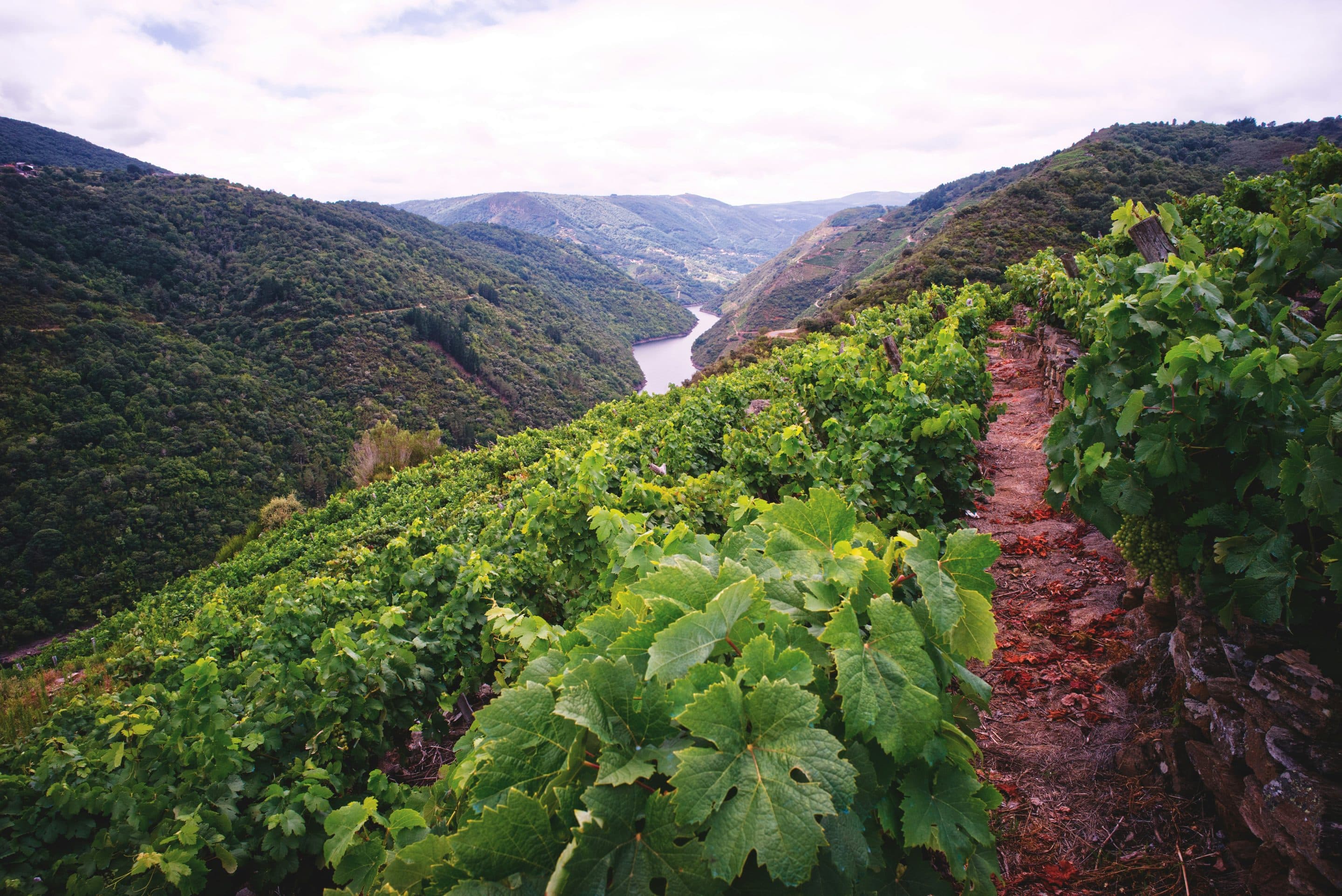 Quand le vin espagnol change de millésime : montée en gamme et reconnaissance internationale Quand le vin espagnol change de millésime : montée en gamme et reconnaissance internationale