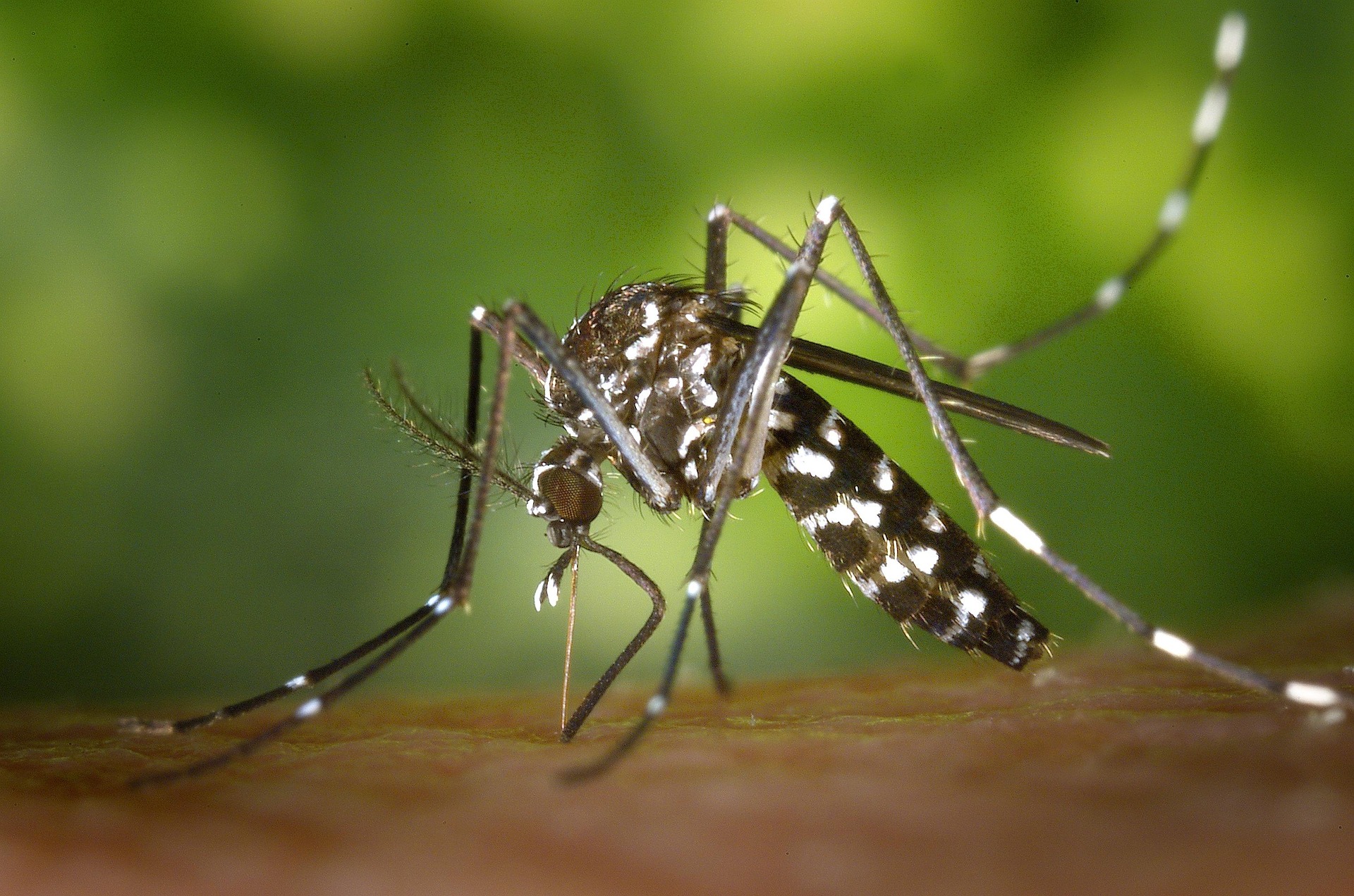 Le moustique, animal le plus meurtrier du monde Le moustique, animal le plus meurtrier du monde